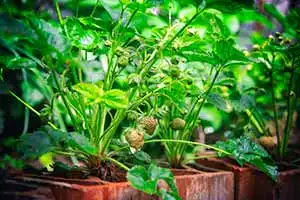 planter