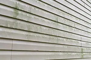 mold growth