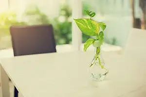 propagate plants