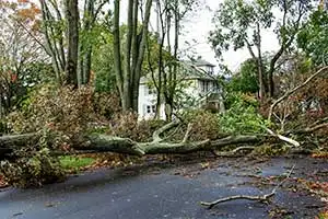 tree storm damage