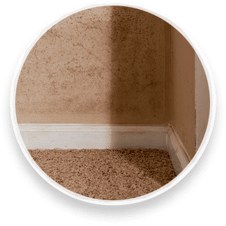 mold in home